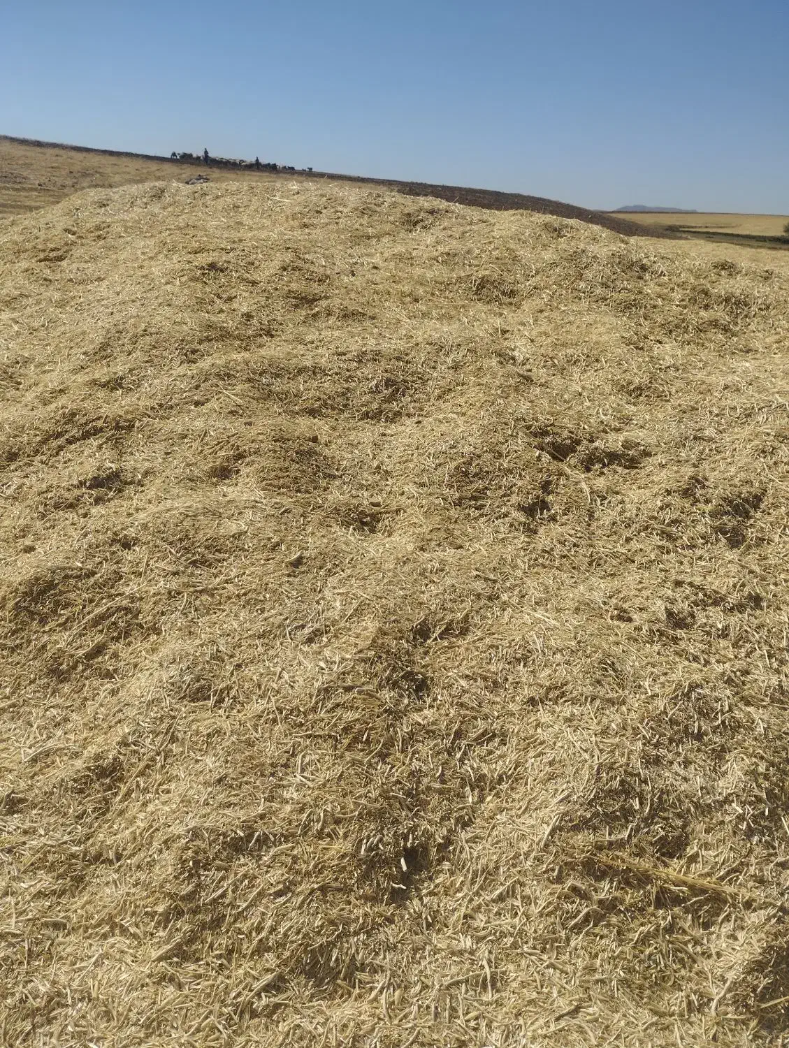 کاه نخودکیلوی7-هزار|خدمات باغبانی و درختکاری|نورآباد, |دیوار