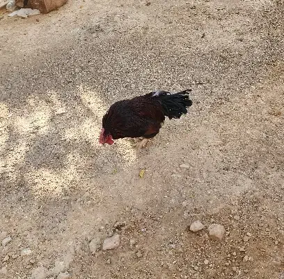 خروس جوان|حیوانات مزرعه|ارسنجان, |دیوار