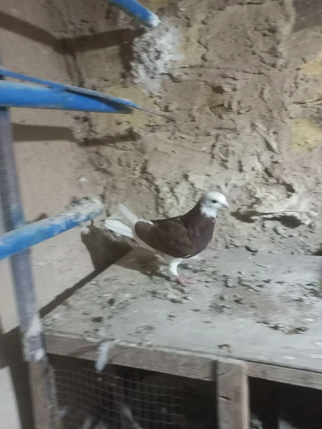 کفتر خوب|پرنده|ساروق, |دیوار