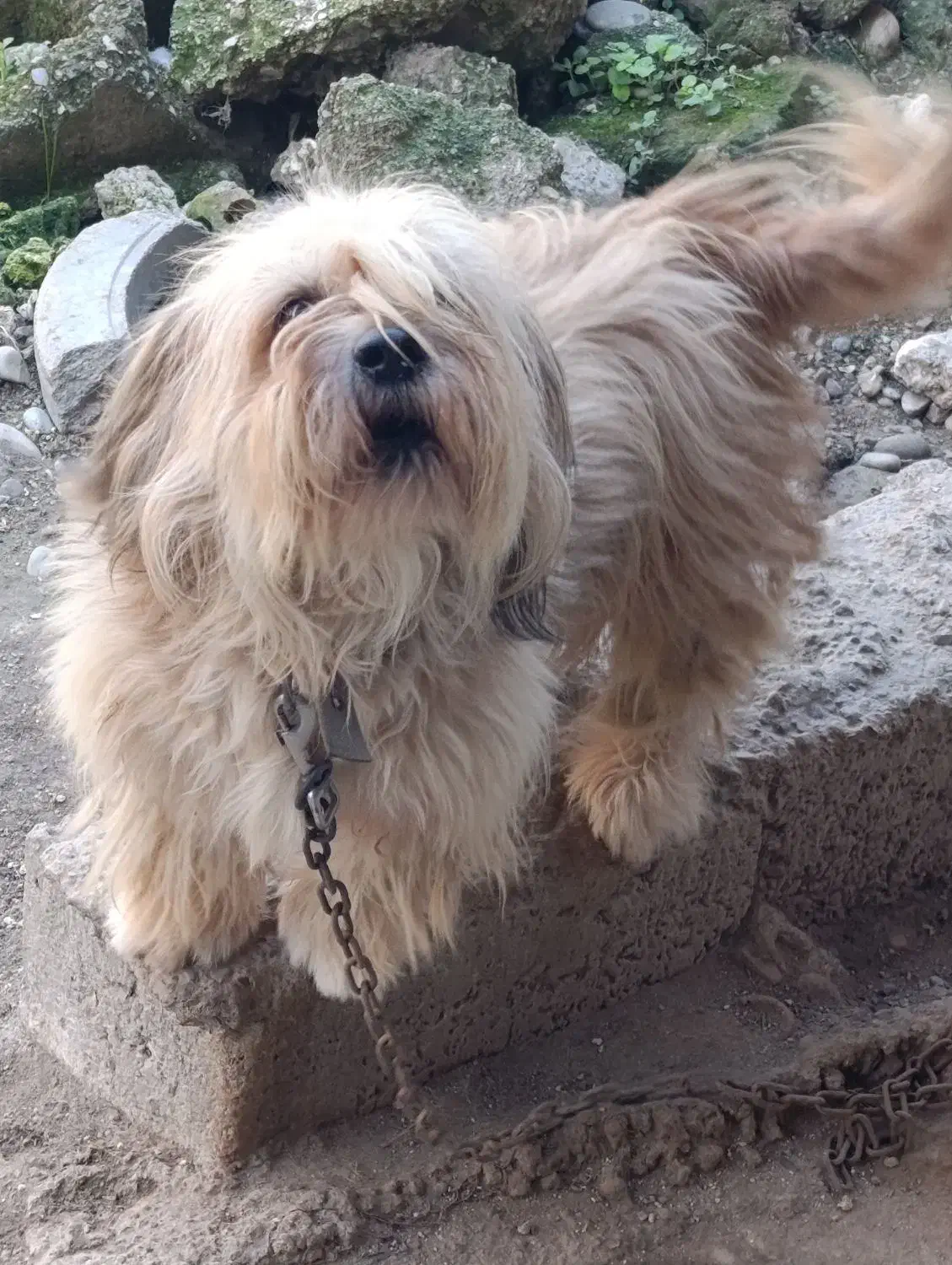 سگ نژاد دار رنگ پسته‌ای|سگ|قائم‌شهر, |دیوار