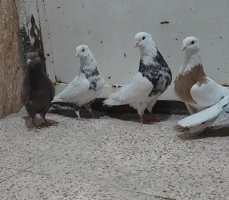 کبوتر۴تا نر. وماده   رنگی.|پرنده|اهواز, کوی مندلی(سه راه خرمشهر)|دیوار