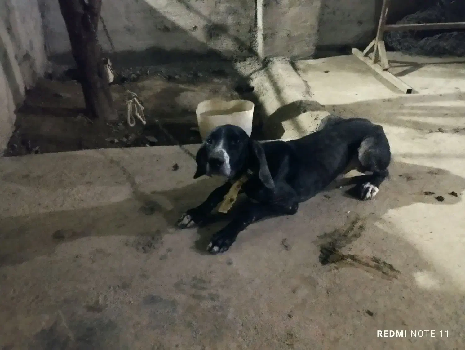 فروش|سگ|خان ببین, |دیوار