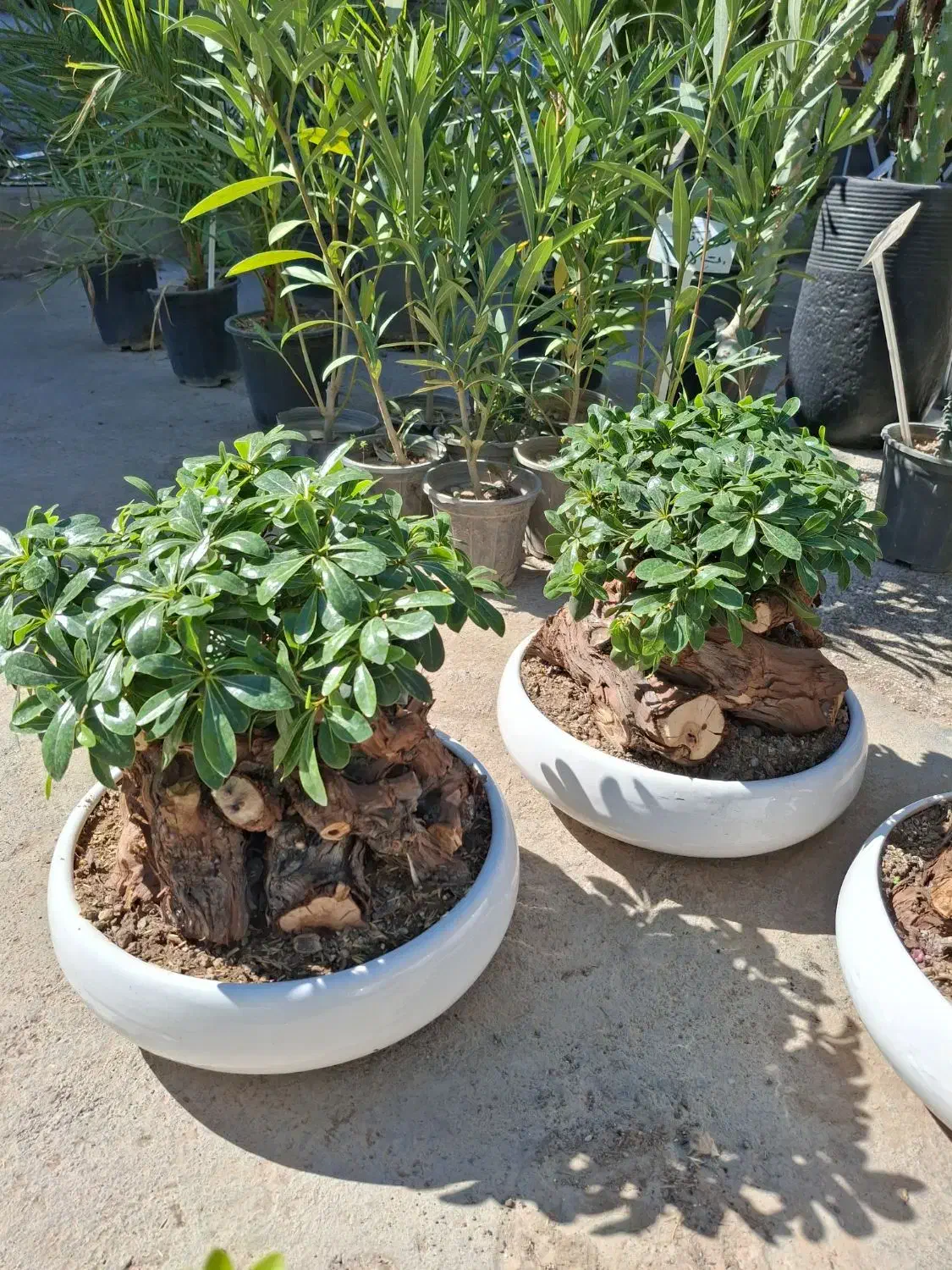 بنسای میخک|گل و گیاه طبیعی|مشهد, نیروی هوایی|دیوار