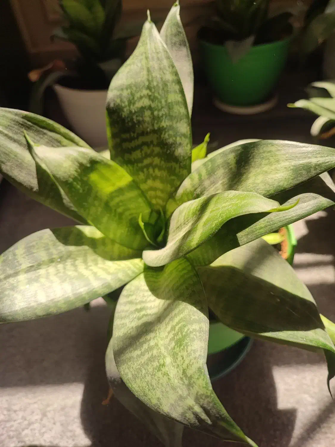 سانسوریا پاکوتاه|گل و گیاه طبیعی|تهران, شادمان|دیوار