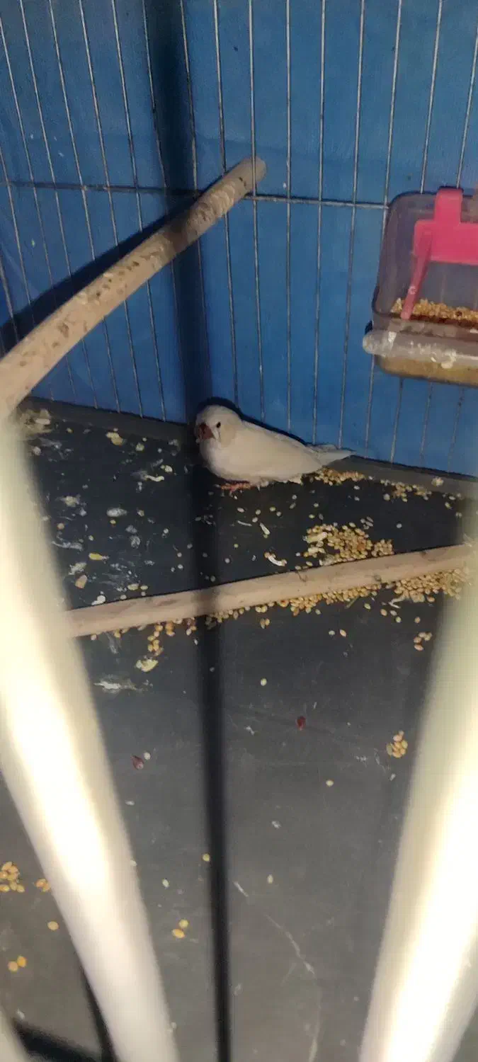 پرنده طوطی برزیلی و فنچ|پرنده|زرندیه, |دیوار