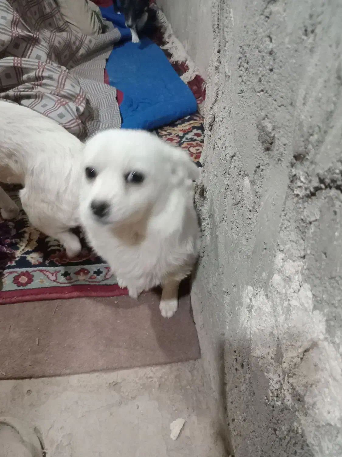 سک پاکوتا دوتا بفروش میرسد|سگ|زنجان, |دیوار