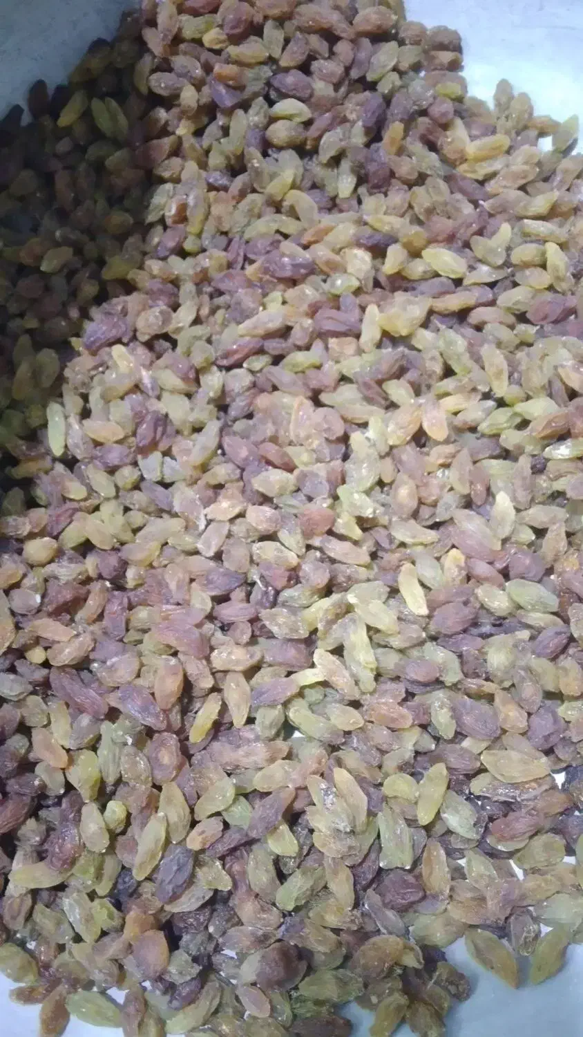 کشمش آفتابی|خوردنی و آشامیدنی|کاشمر, |دیوار