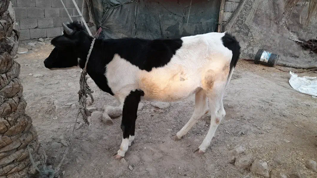 گوساله ماده خارجی|حیوانات مزرعه|آبدان, |دیوار