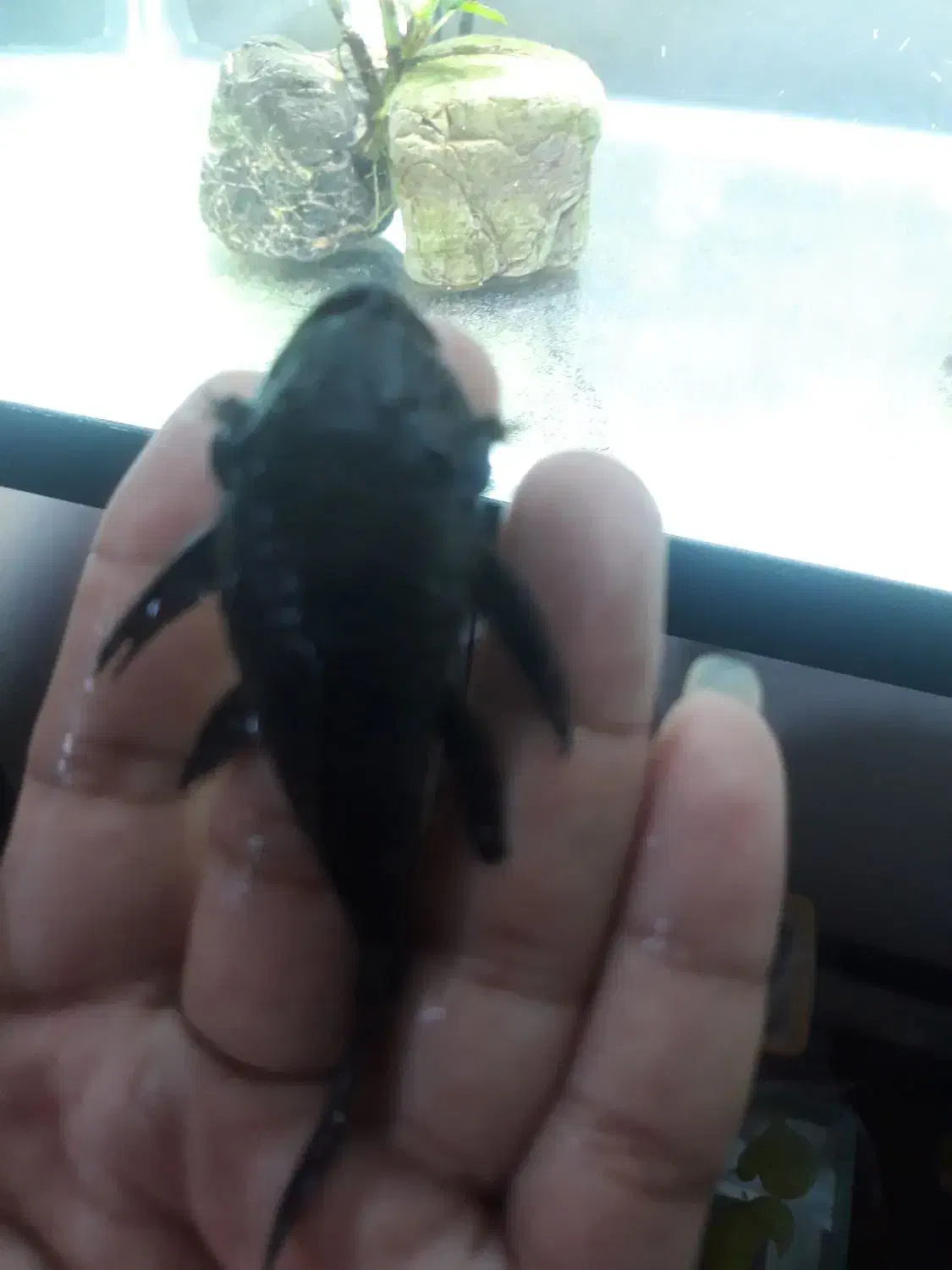 کت پوزه بوته ای|ماهی|قدس, شهرقدس|دیوار