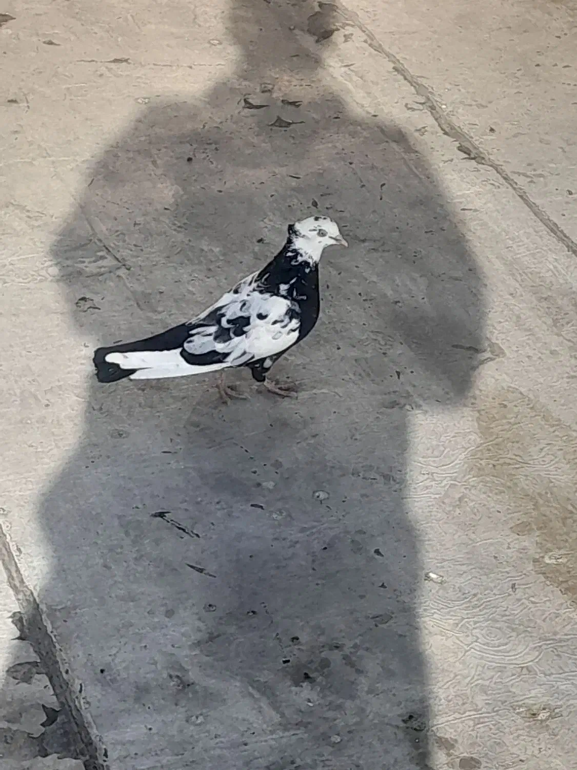 کبوتر|پرنده|قزوین, |دیوار