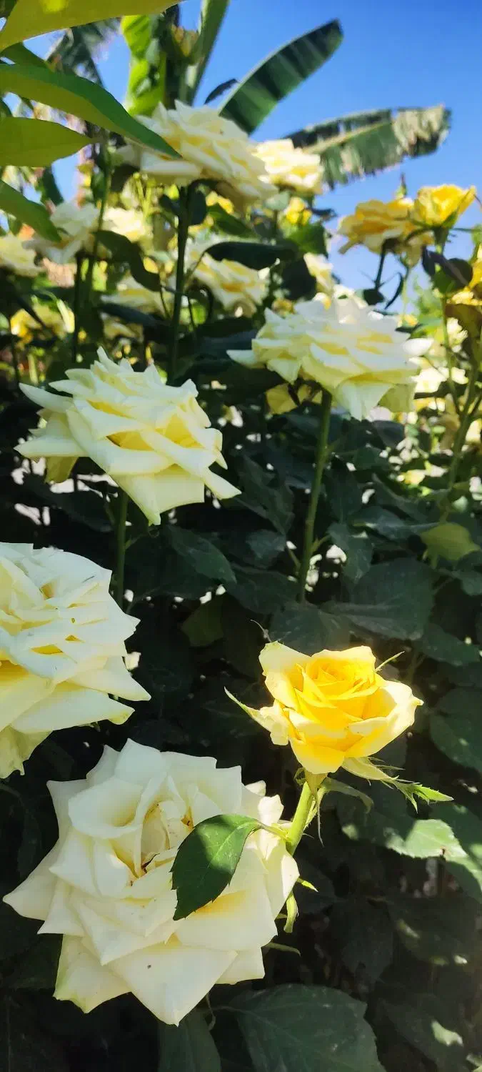 ویلا باغ در عقیلی در ختان مثمر بهترین موقعیت|فروش خانه و ویلا|گتوند, |دیوار