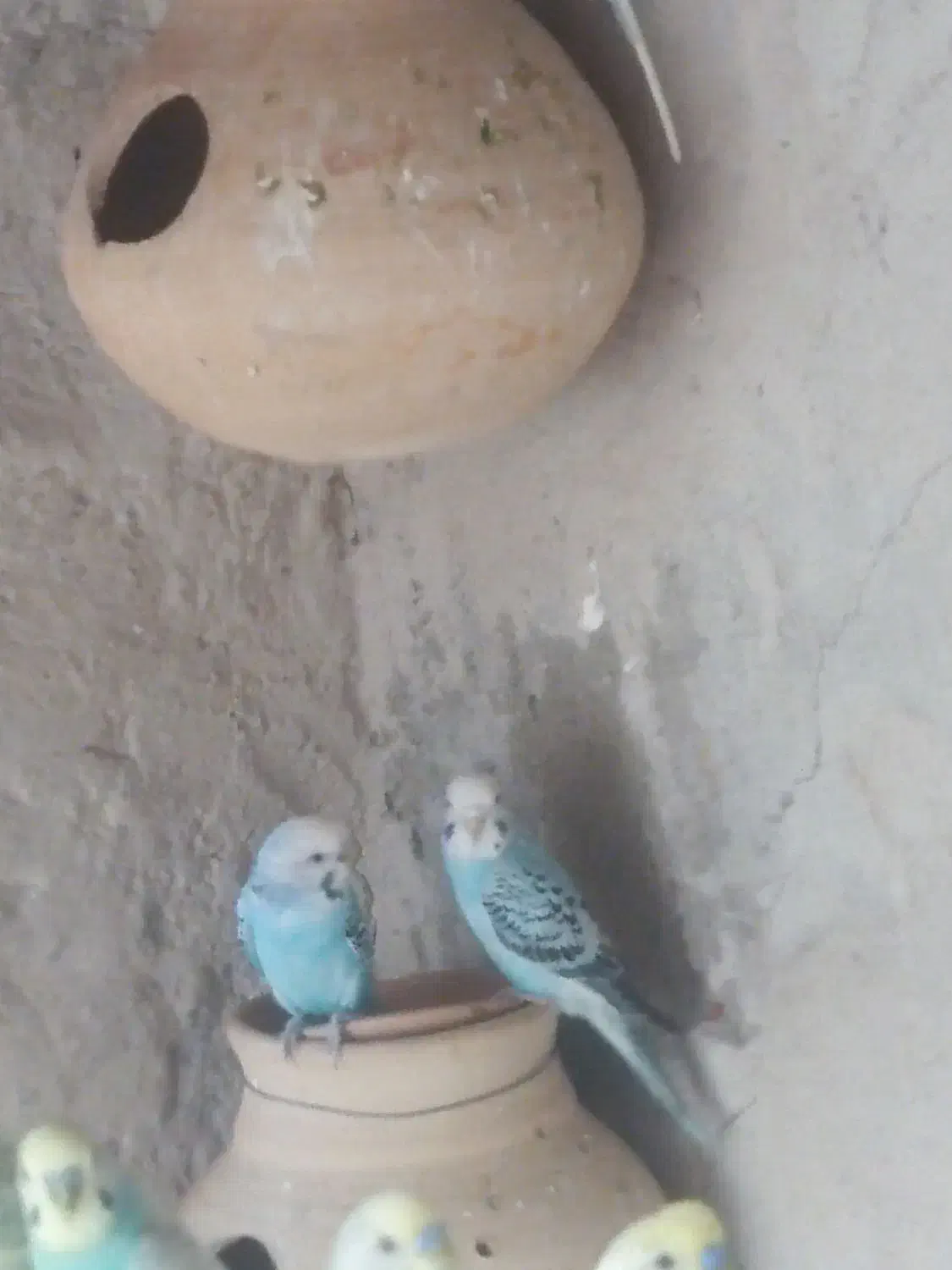 مرغ عشق|پرنده|سراوان, |دیوار