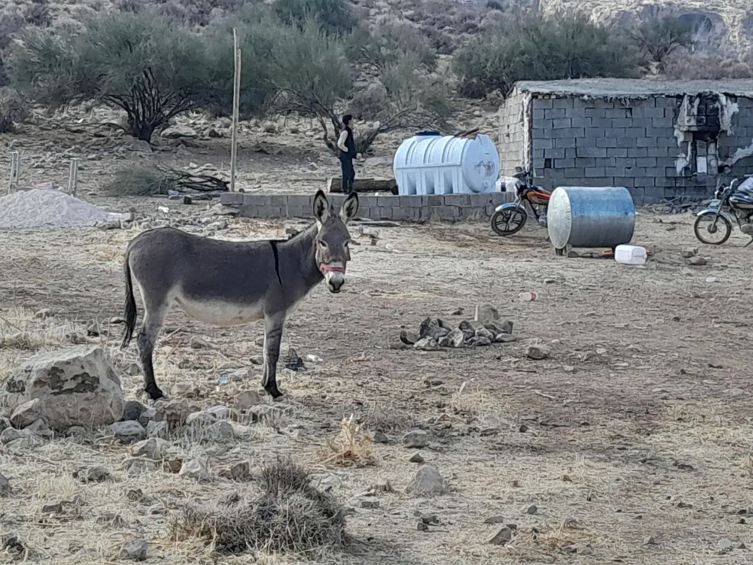 الاغ خر|حیوانات مزرعه|شیراز, بید زرد|دیوار