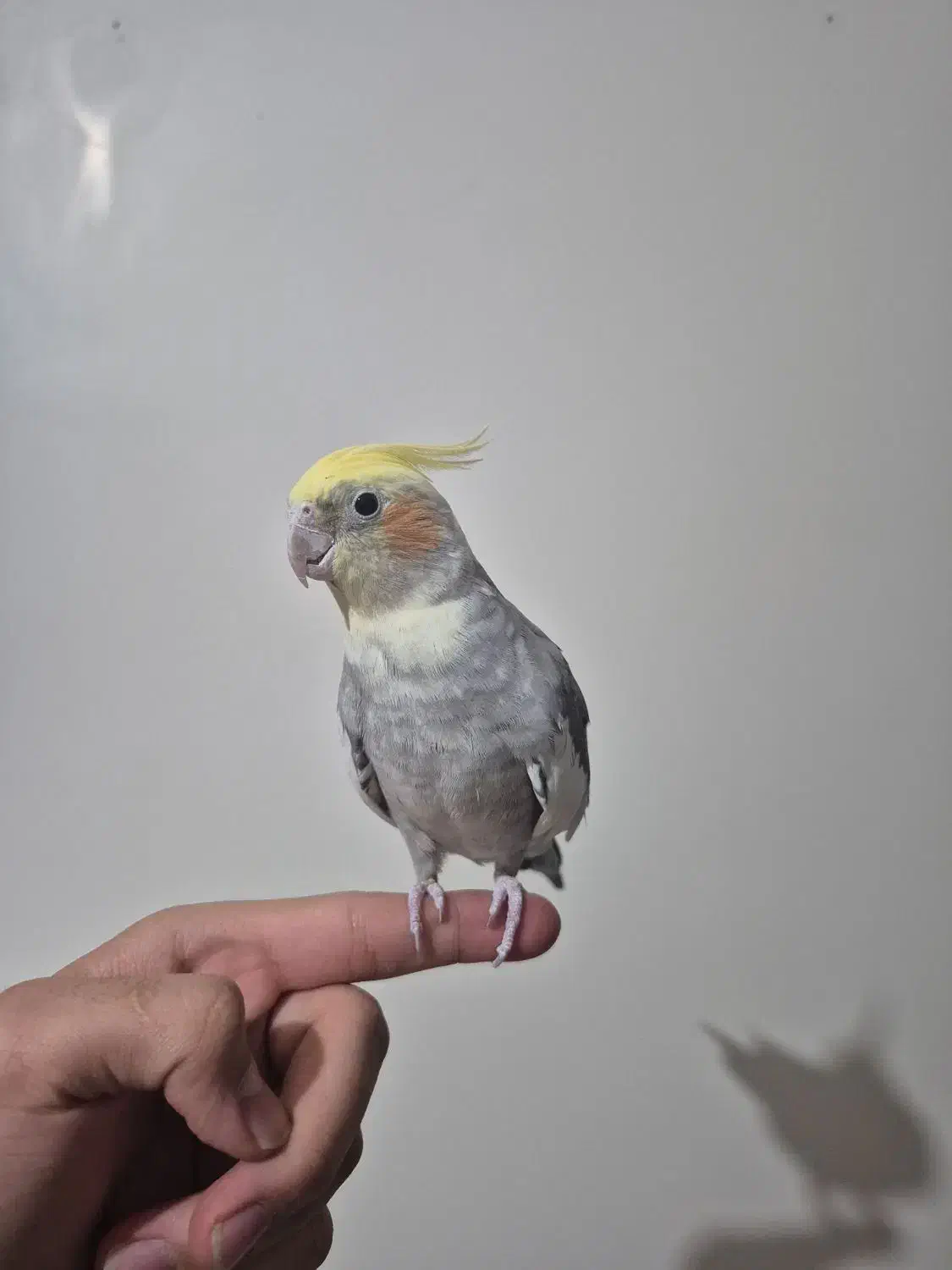 عروس هلندی|پرنده|تهران, والفجر (افسریه)|دیوار