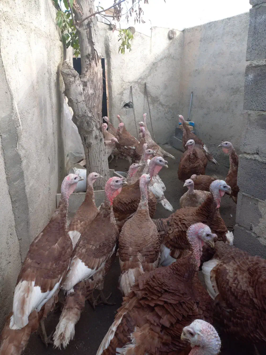 بوقلمون محلی|حیوانات مزرعه|سنندج, |دیوار