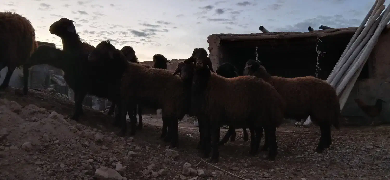 گوسفند نر|حیوانات مزرعه|بوئین زهرا, |دیوار