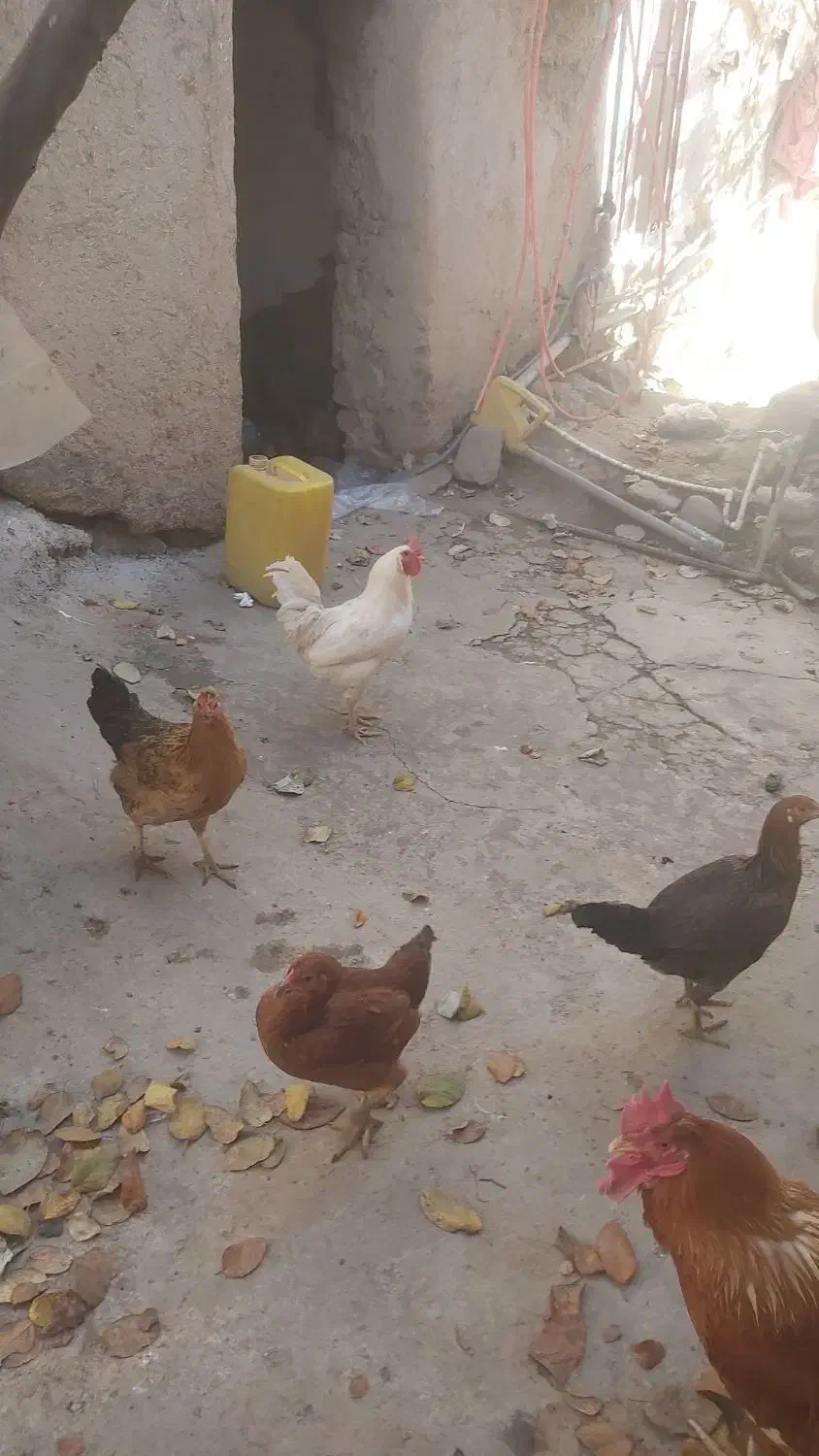 مرغ محلی درجه یک|حیوانات مزرعه|مینودشت, |دیوار