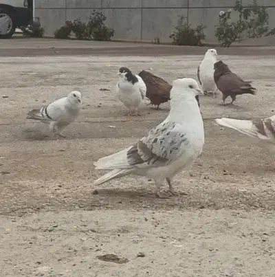 نر پلنگ|پرنده|چگنی, |دیوار