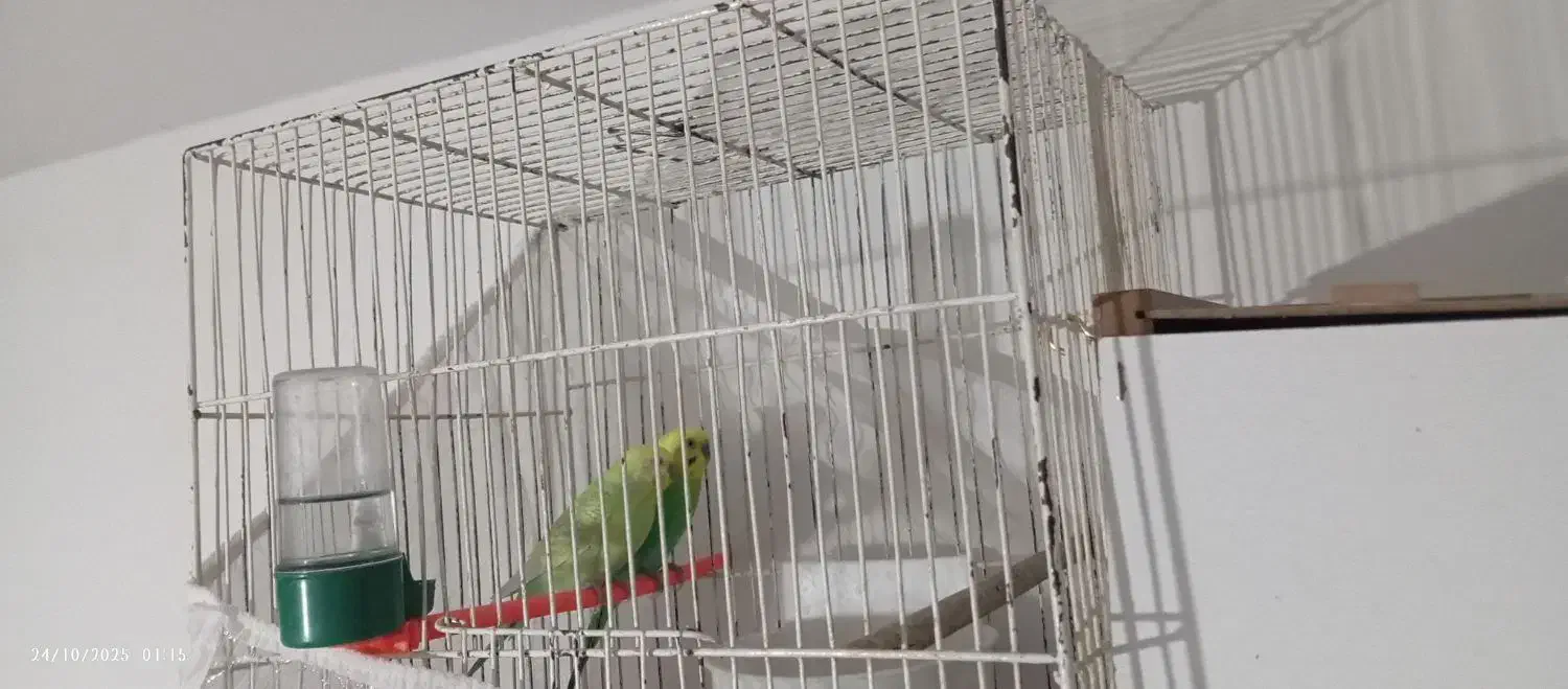 سه جفت مرغ.عشق اسپانگل|پرنده|شیروان (خراسان), |دیوار