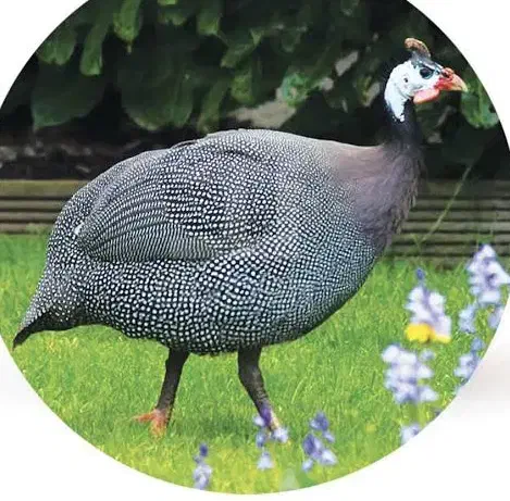 مرغ شاخ دار|حیوانات مزرعه|فردیس, شهرک هفده شهریور|دیوار