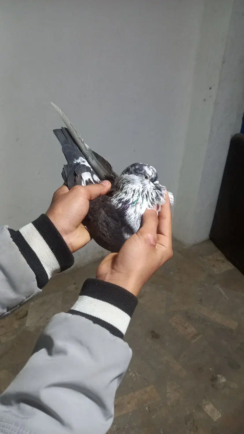 پرشی|پرنده|رشت, پسیخان|دیوار