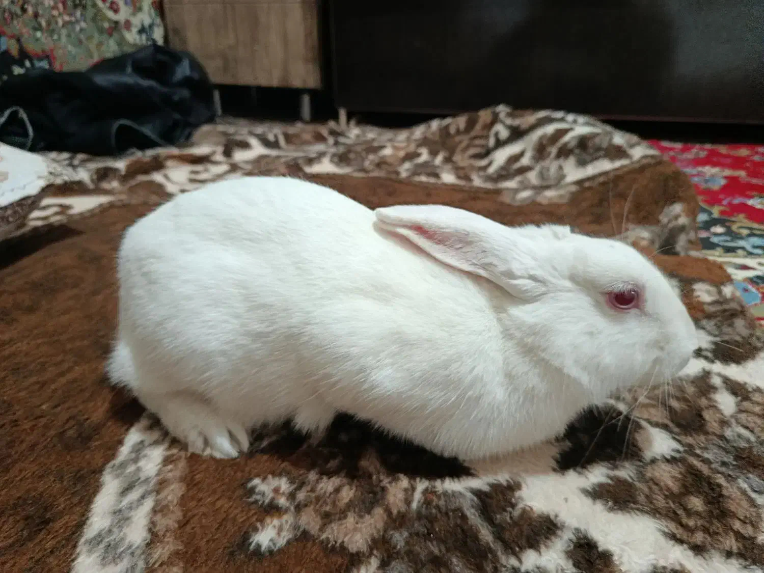 خرگوش|موش و خرگوش|مرند, |دیوار