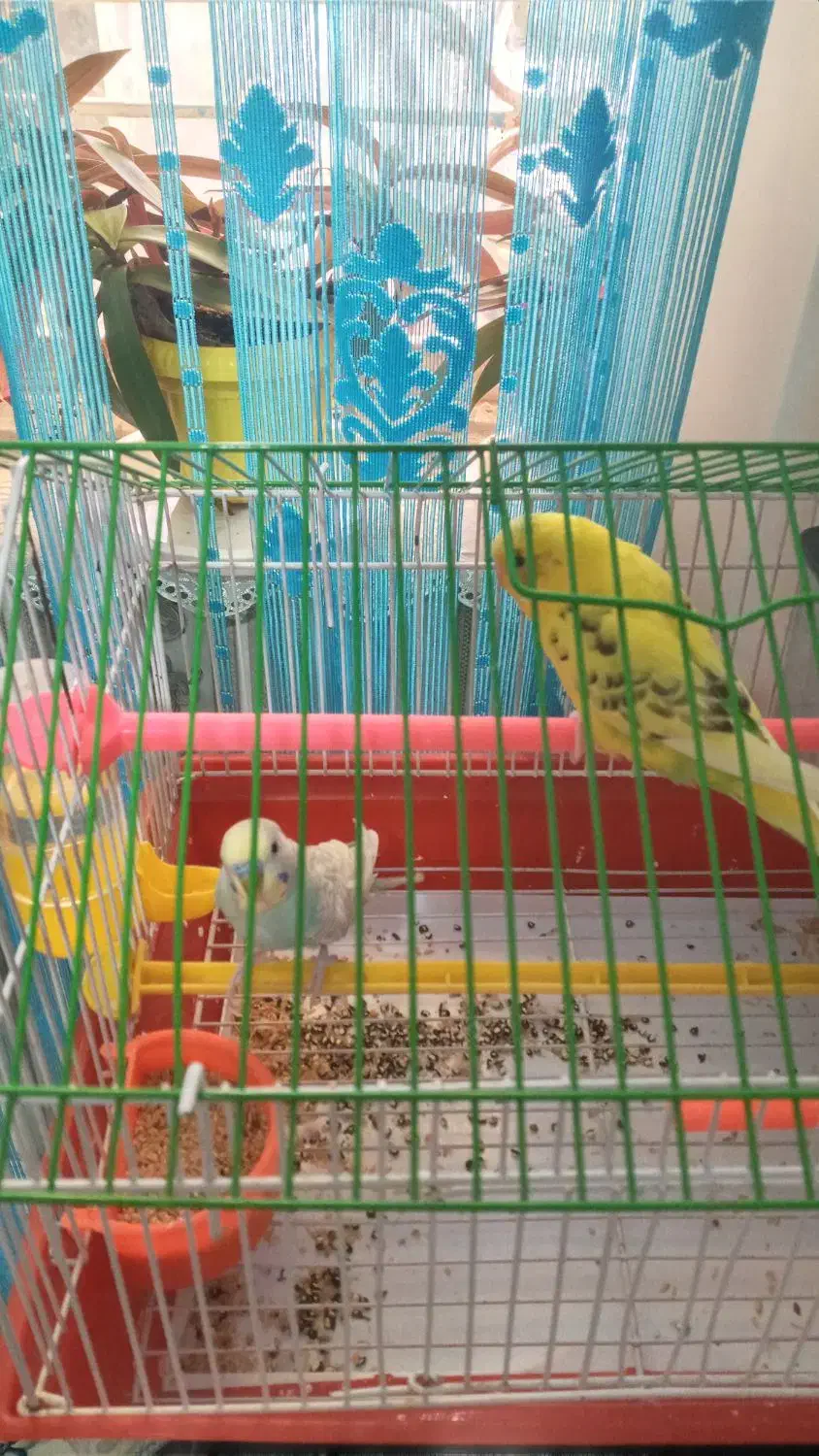 نر ماده مرغ عشق|پرنده|تربتحیدریه, حیدرآباد|دیوار