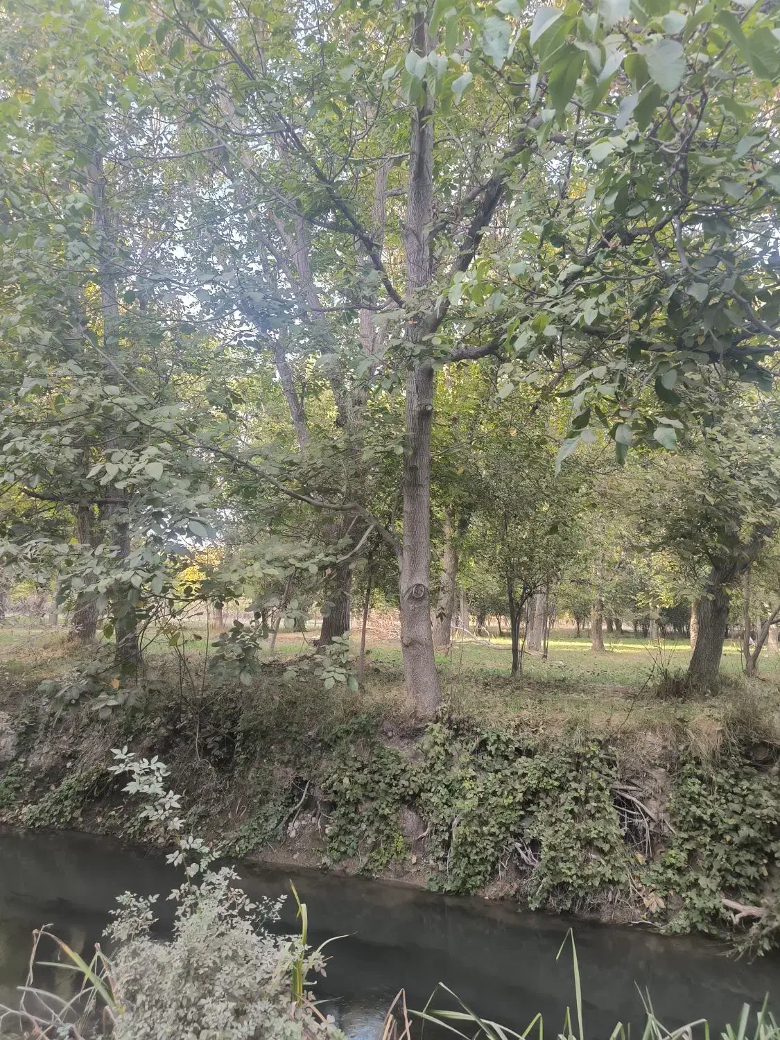 باغ با انواع میوه|فروش دفتر صنعتی، کشاورزی، تجاری|نهاوند, |دیوار