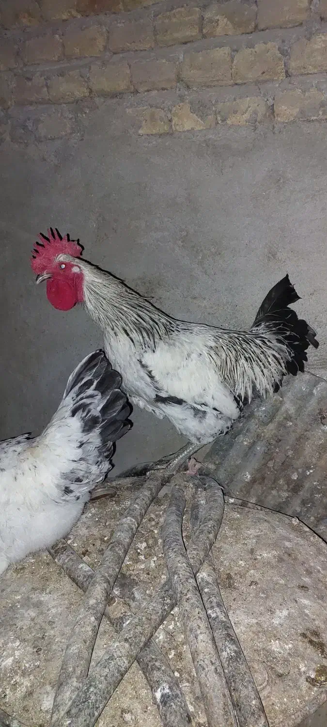 خروس محلی|حیوانات مزرعه|طبقده, |دیوار