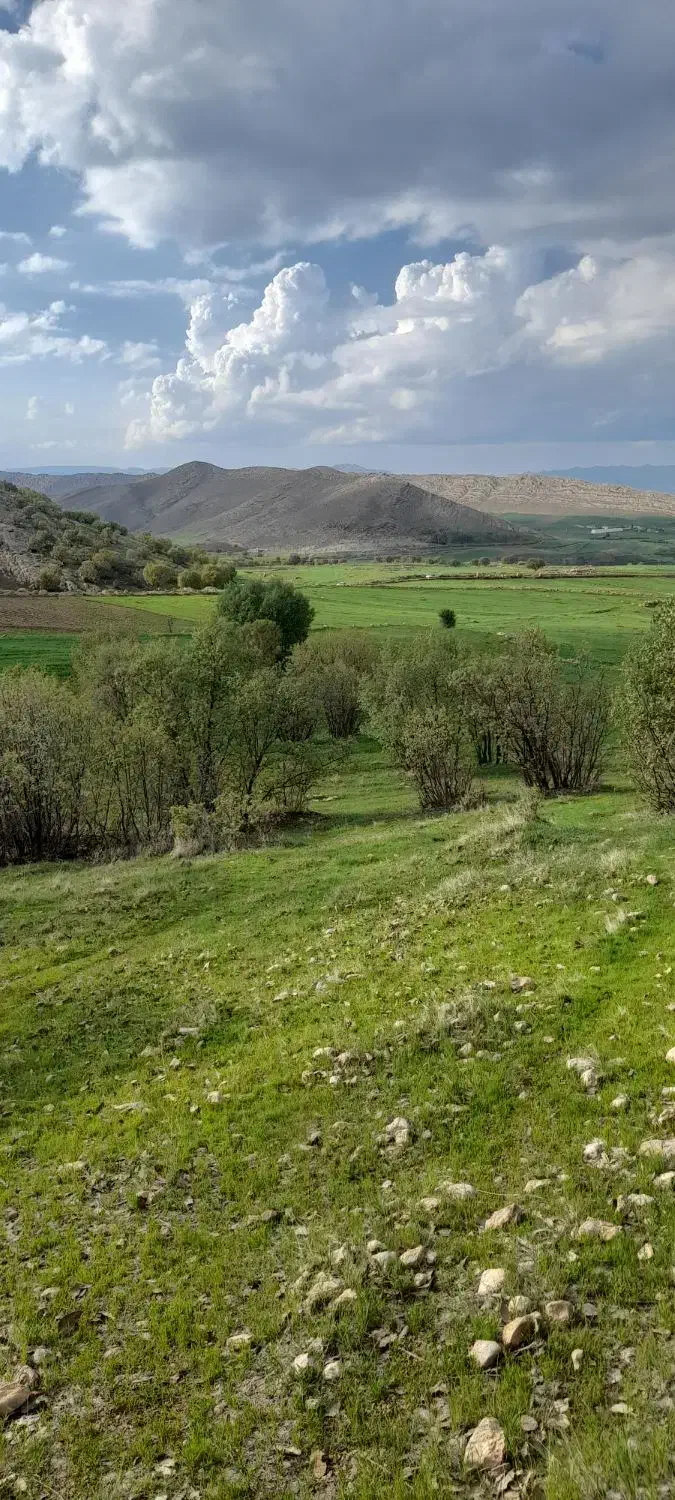 خاصیت درمانی|خوردنی و آشامیدنی|تهران, جمال‌زاده|دیوار