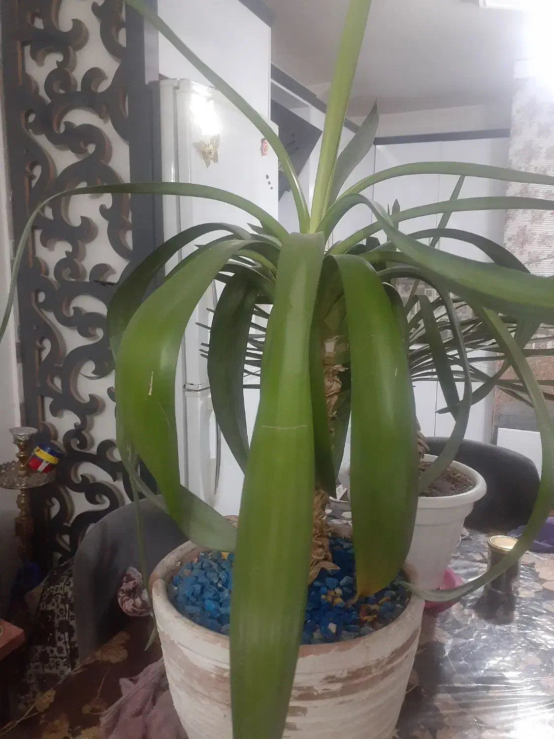 درخچه|گل و گیاه طبیعی|پاکدشت, پاکدشت (مامازند)|دیوار