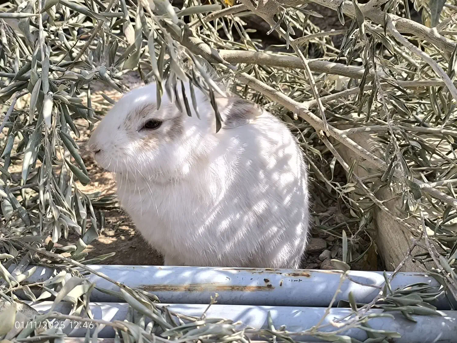 واگذاری رایگان سرپرستی خرگوش|موش و خرگوش|برخوار, |دیوار