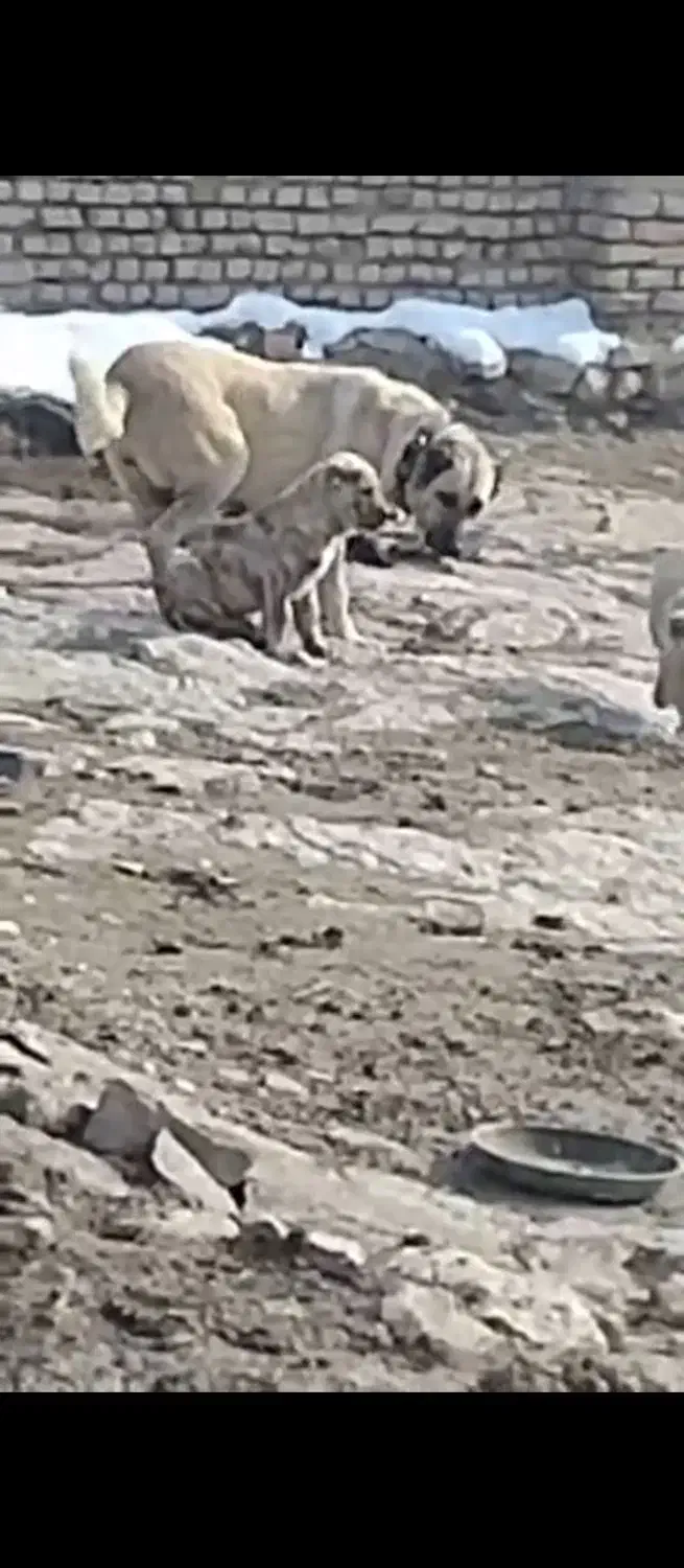 شاه توله سرابی(نر)|سگ|شهریار, شهریار|دیوار