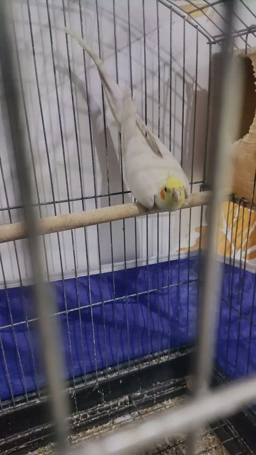 عروس هلندی با جوجه|پرنده|بندرعباس, |دیوار