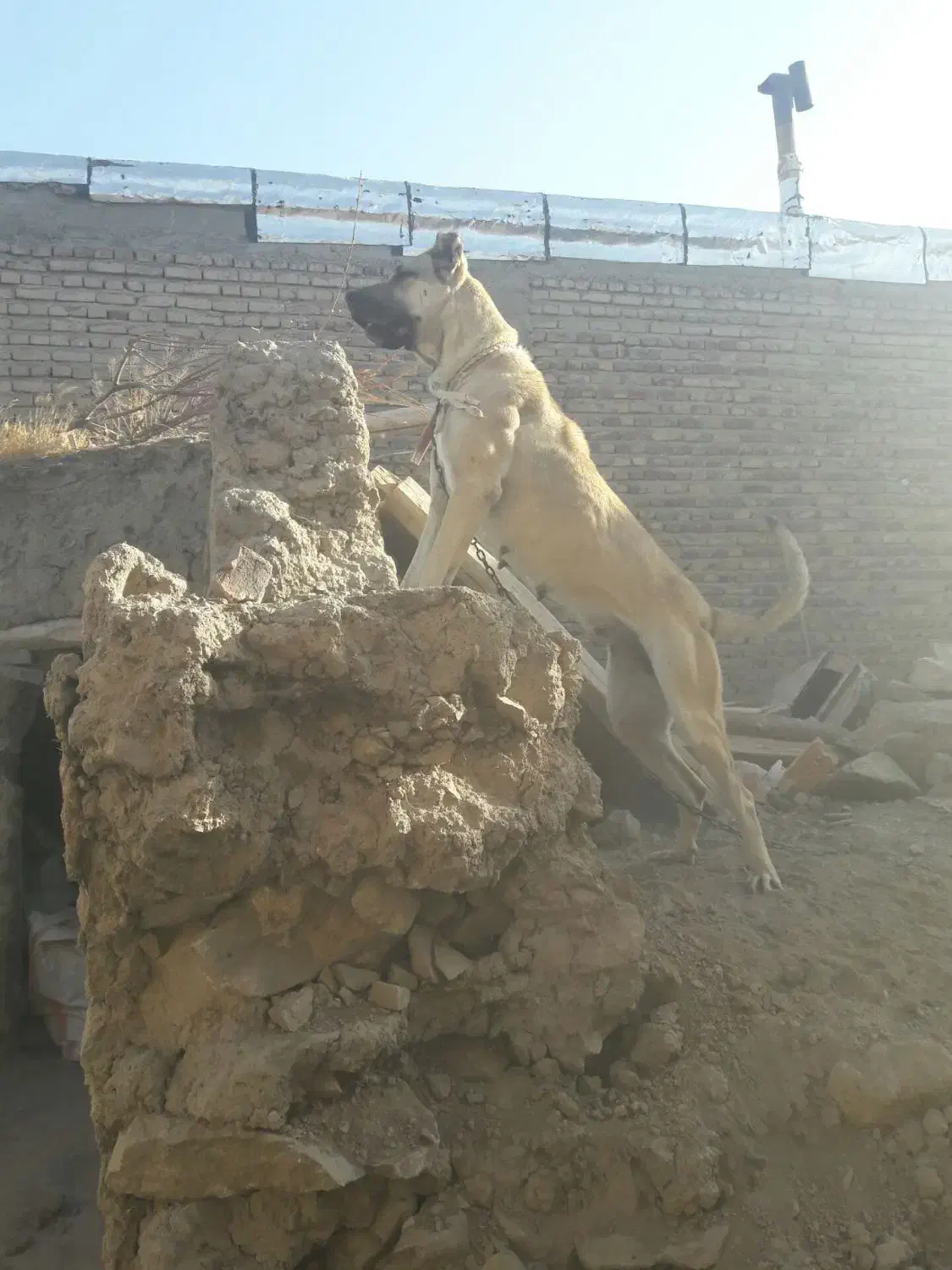 ماده گوزل|سگ|ورزقان, |دیوار