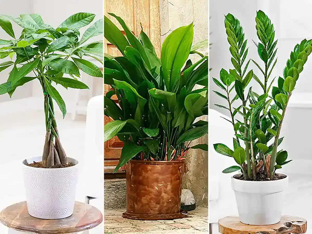 نگهداری گل و گیاه آپارتمان در لوکیشن شما با تماس|خدمات باغبانی و درختکاری|اراک, |دیوار