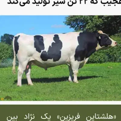 خریدو فروش گاو گوساله|حیوانات مزرعه|اندیمشک, |دیوار