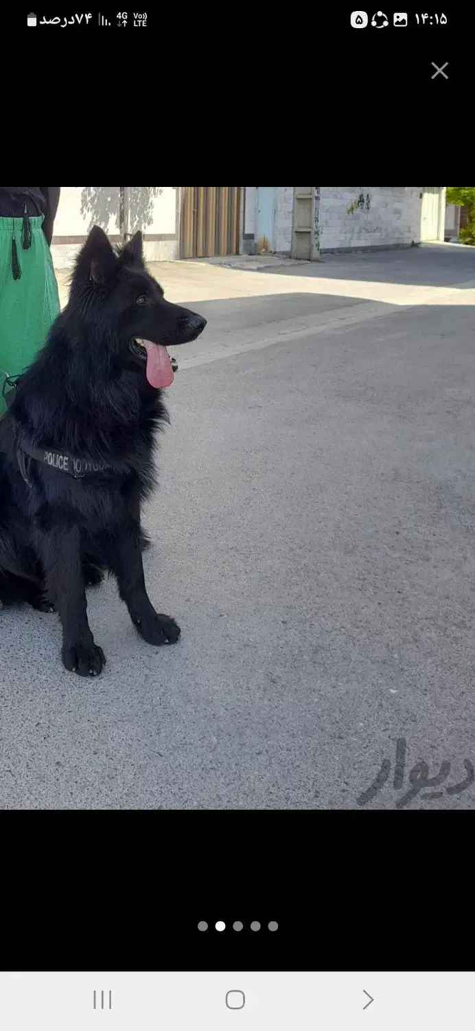 سگ ژرمن|سگ|سمنان, |دیوار