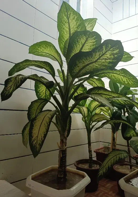 گل دیفن|گل و گیاه طبیعی|سرپل ذهاب, |دیوار