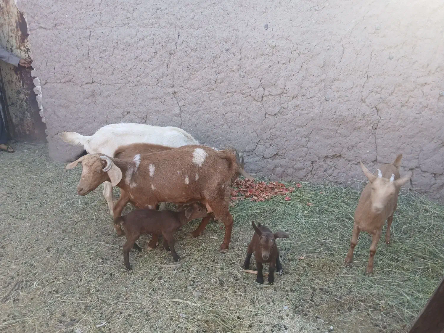 فروشی|حیوانات مزرعه|نرماشیر, |دیوار