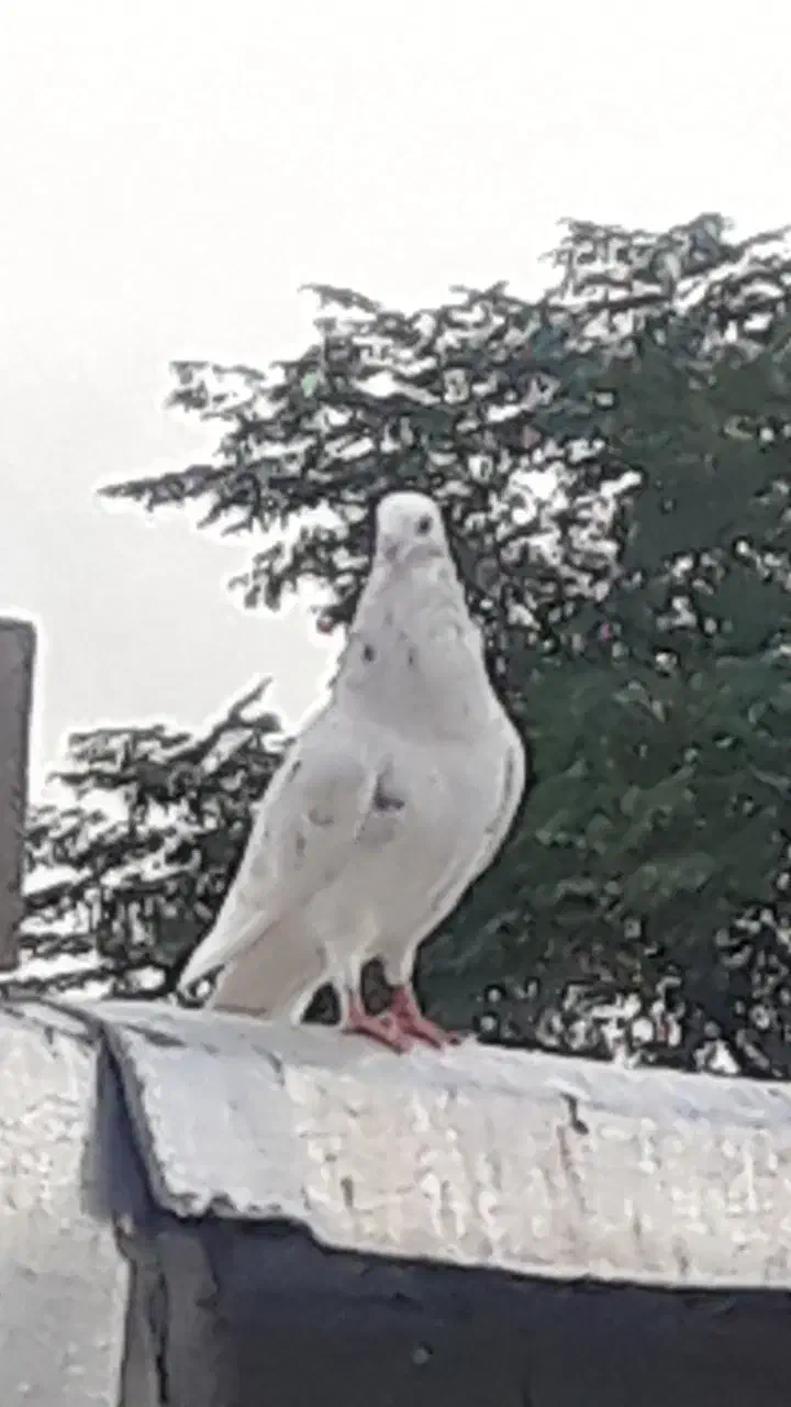 کبوتر سار سرخ نر مست دیوانه|پرنده|گالیکش, |دیوار