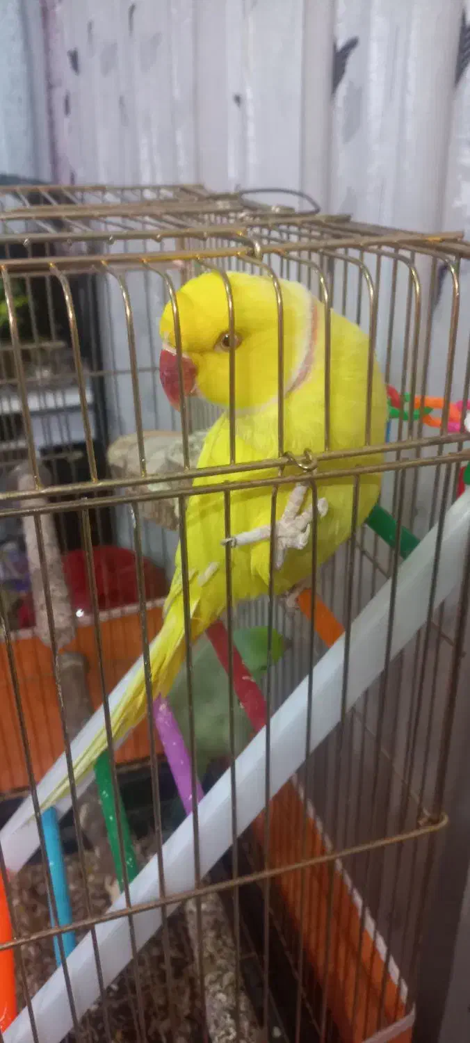 طوطی ملنگو رنگ خاص. قیمت بیست‌وپنج میلیون|پرنده|کاشمر, |دیوار