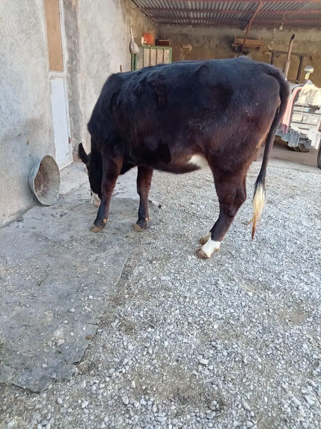 گوساله ماده آبستن|حیوانات مزرعه|دینور, |دیوار