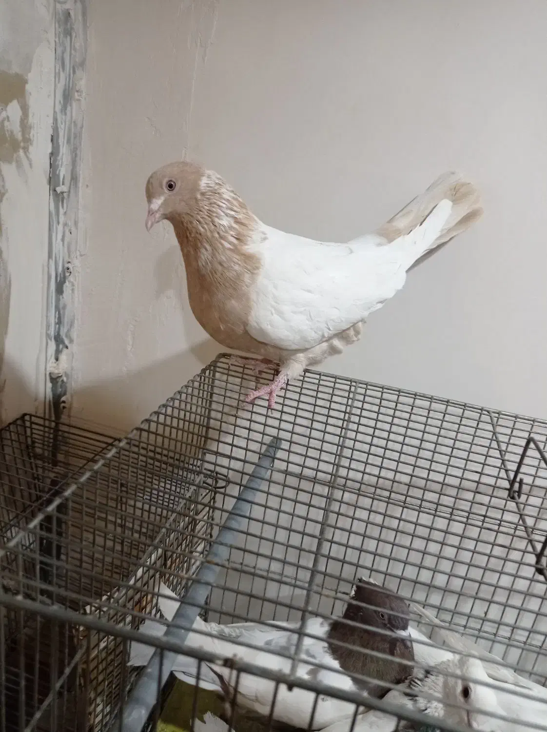 کبوتر طوقی سینه ای یاهو رنگی|پرنده|قم, علی آباد سعدگان|دیوار