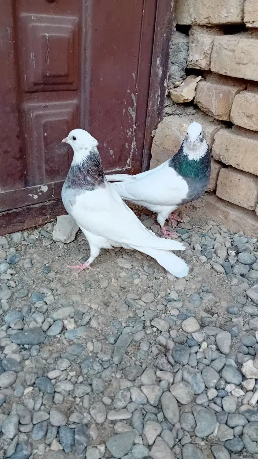 کبوتر طوقی|پرنده|ورزنه, |دیوار