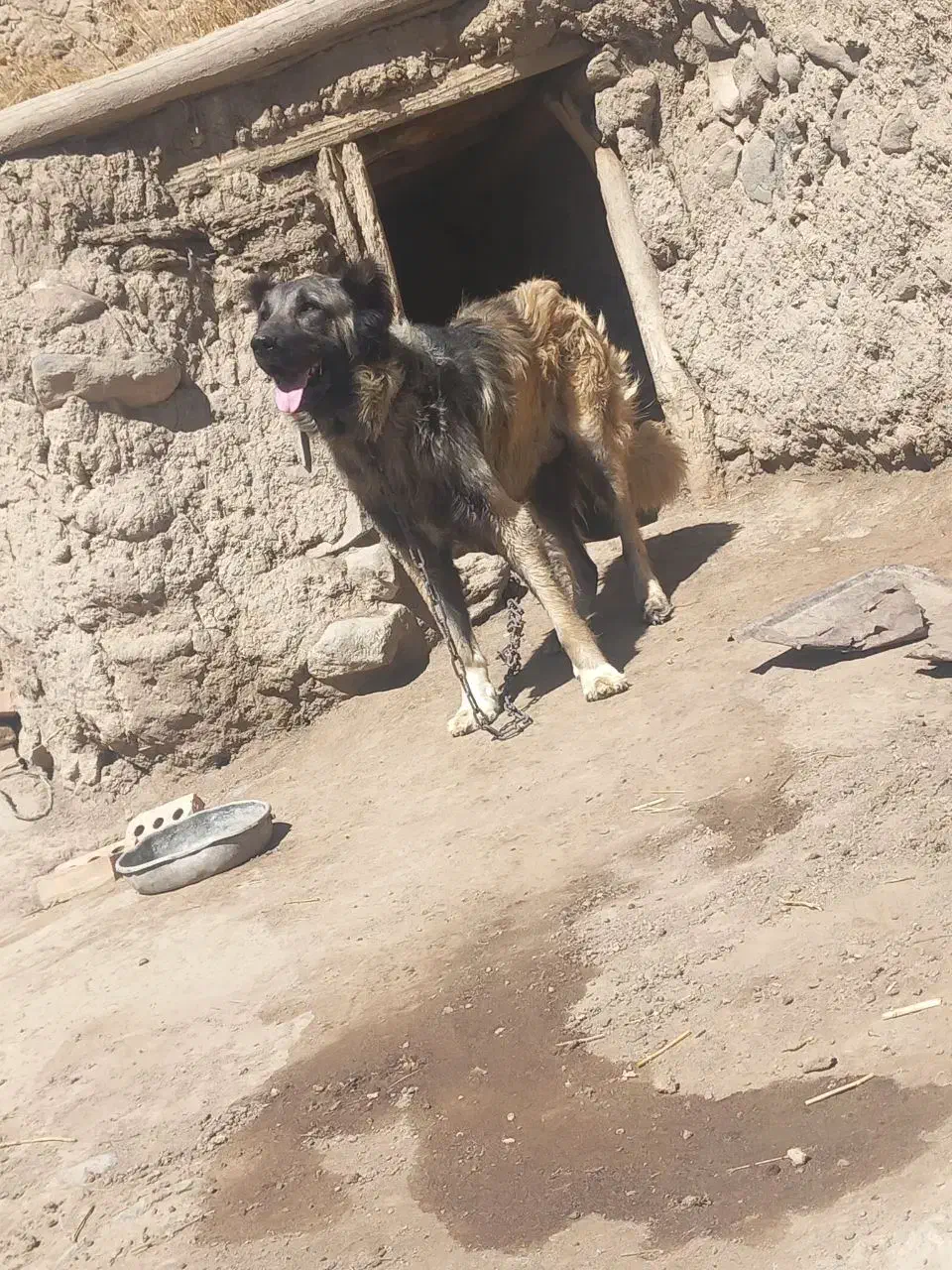 سگ سرابی|سگ|سراب, |دیوار