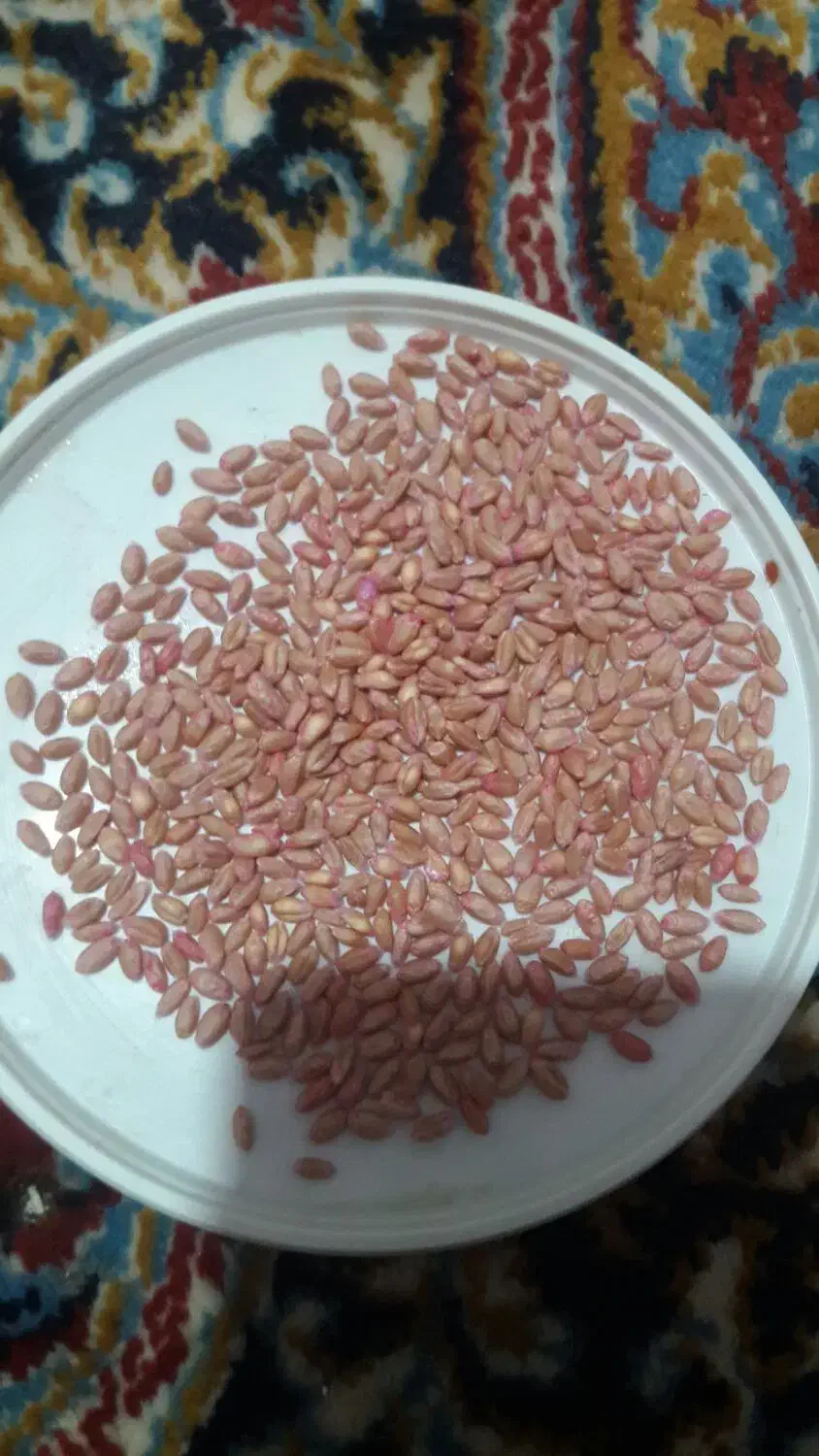 pishgamgandomکیلویی 32000تومان حدودیک تن|گل و گیاه طبیعی|اسدآباد, |دیوار