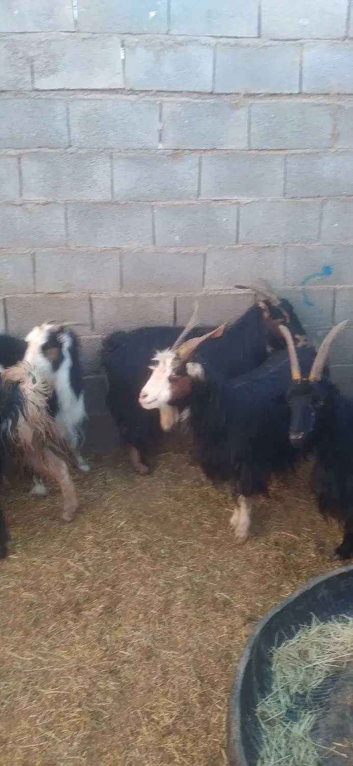 ۱۱راس بزجوان آبستن سه ماهه جفتی ۱۶۰۰۰۰۰۰|حیوانات مزرعه|بهمن صغاد, |دیوار