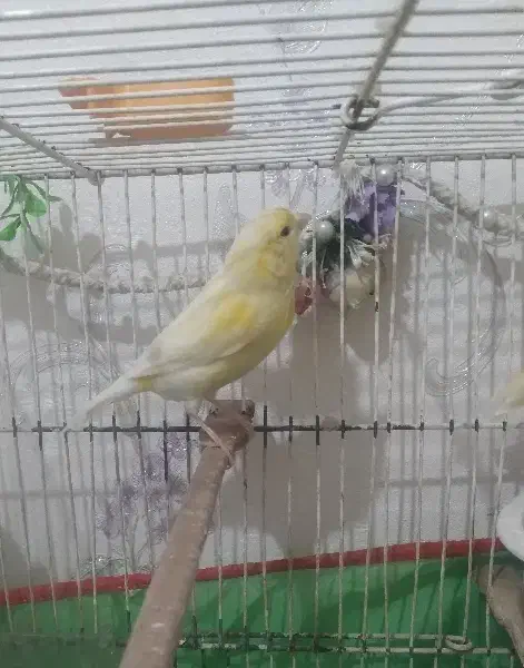 قناری ماده لیمویی معاوضه|پرنده|تهران, جوادیه تهرانپارس|دیوار