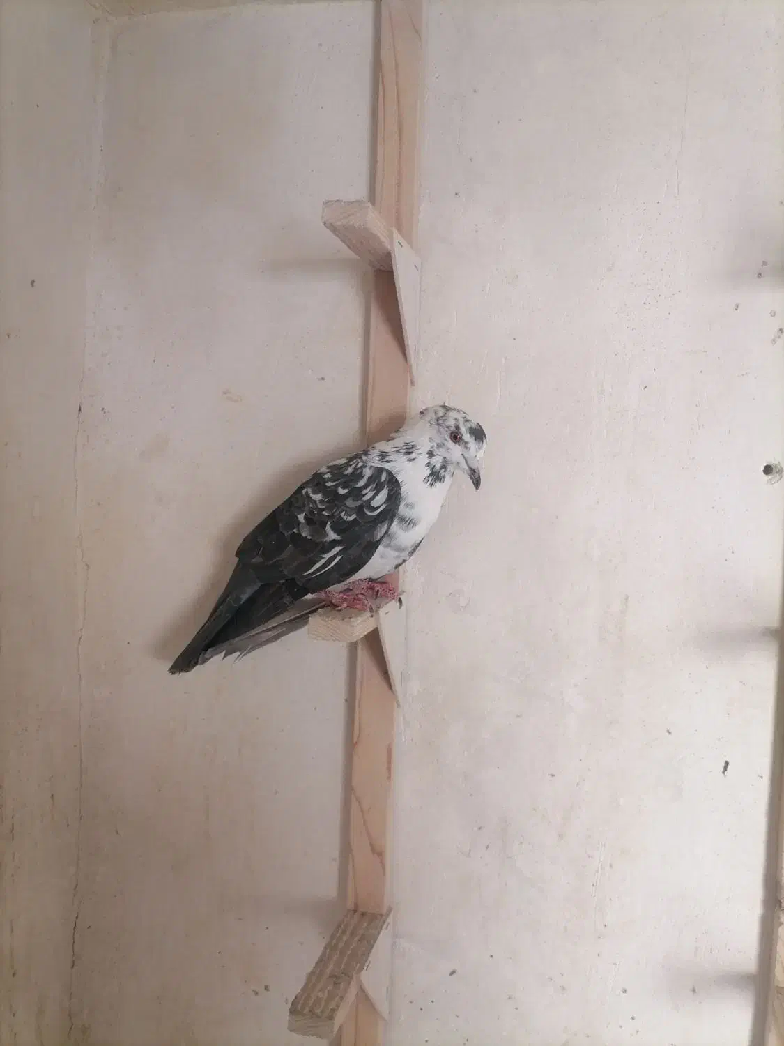 کبوتر سینه سفید ساده|پرنده|شیراز, گلشن|دیوار